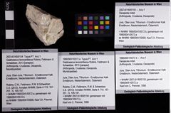 Foto (Objket + Etiketten) von Gastrosacus levocardiacus (Robins, Feldmann & Schweitzer, 2013) 